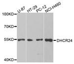 DHCR24 Polyclonal Antibody