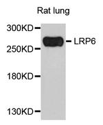 LRP6 Polyclonal Antibody