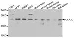 POLR2G Polyclonal Antibody
