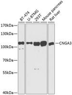 CNGA3 Polyclonal Antibody