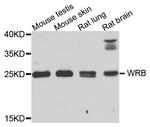 WRB Antibody in Western Blot (WB)