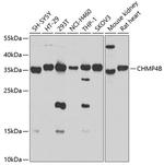 CHMP4B Polyclonal Antibody