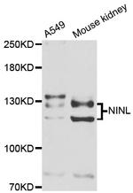 NINL Polyclonal Antibody