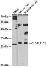 C1GALT1C1 Antibody in Western Blot (WB)