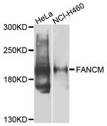 FANCM Antibody in Western Blot (WB)