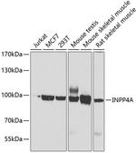 INPP4A Polyclonal Antibody