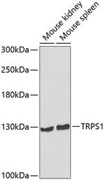 TRPS1 Polyclonal Antibody