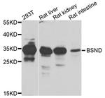 BSND Antibody in Western Blot (WB)