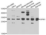 DPM1 Antibody in Western Blot (WB)