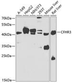 CFHR3 Polyclonal Antibody