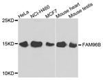 FAM96B Antibody in Western Blot (WB)