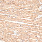 KLHL9 Antibody in Immunohistochemistry (Paraffin) (IHC (P))