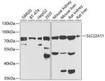 SLC22A11 Polyclonal Antibody