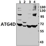 ATG4D Polyclonal Antibody
