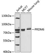 PRDM6 Polyclonal Antibody