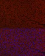 LRG1 Polyclonal Antibody