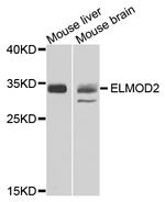 ELMOD2 Polyclonal Antibody