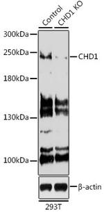 CHD1 Antibody in Western Blot (WB)