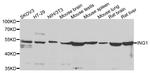 ING1 Antibody in Western Blot (WB)