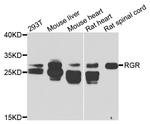 RGR Polyclonal Antibody