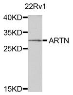 Artemin Polyclonal Antibody