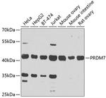 PRDM7 Antibody in Western Blot (WB)