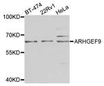 ARHGEF9 Antibody in Western Blot (WB)