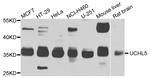 UCH37 Antibody in Western Blot (WB)