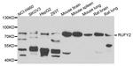 RUFY2 Antibody in Western Blot (WB)