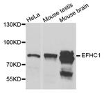 EFHC1 Antibody in Western Blot (WB)