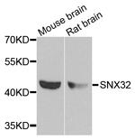 SNX32 Polyclonal Antibody