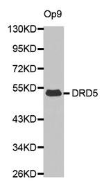 DRD5 Polyclonal Antibody