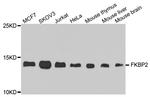 FKBP2 Polyclonal Antibody