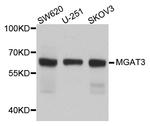 MGAT3 Antibody in Western Blot (WB)