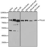 TTLL12 Antibody in Western Blot (WB)