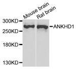 ANKHD1 Polyclonal Antibody