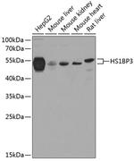 HS1BP3 Polyclonal Antibody