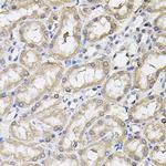 RNF166 Antibody in Immunohistochemistry (Paraffin) (IHC (P))