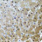 RNF166 Antibody in Immunohistochemistry (Paraffin) (IHC (P))