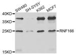 RNF166 Antibody in Western Blot (WB)