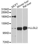 LLGL2 Polyclonal Antibody
