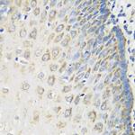 MSRB2 Antibody in Immunohistochemistry (Paraffin) (IHC (P))