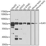 IL4I1 Polyclonal Antibody
