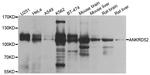 ANR52 Antibody in Western Blot (WB)