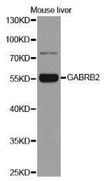 GABRB2 Polyclonal Antibody