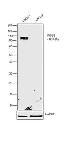 ITGB8 Polyclonal Antibody
