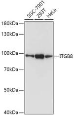 ITGB8 Antibody in Western Blot (WB)
