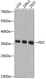 PDC Polyclonal Antibody