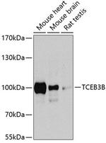 ELOA Polyclonal Antibody