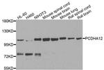PCDHA12 Antibody in Western Blot (WB)